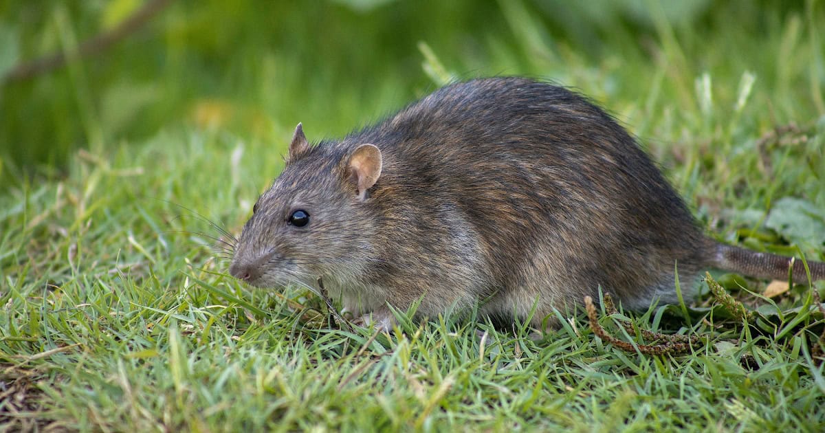 Diseases by rats