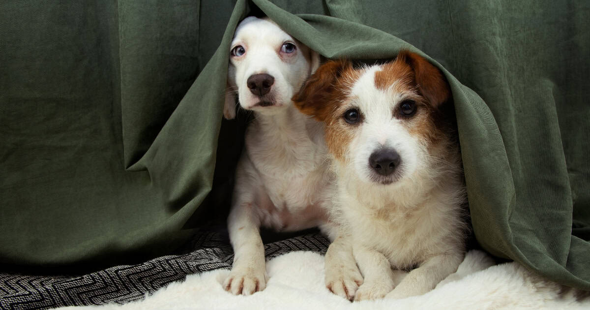 Rent with Pets