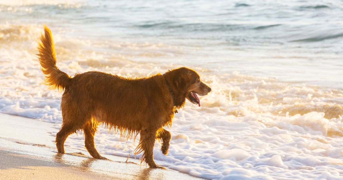 Dog on Holiday