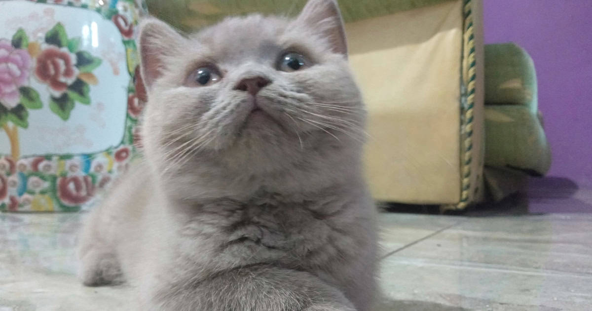 British Shorthair