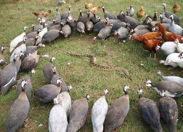 Guinea Fowl surrounding snake Guinea Fowl surrounding snake