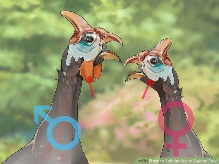 How to tell the difference between male and female guinea fowl How to tell the difference between male and female guinea fowl
