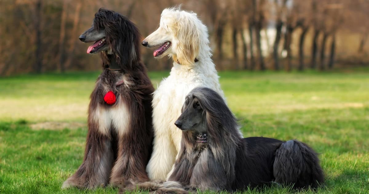 Afghan hound Afghan hound
