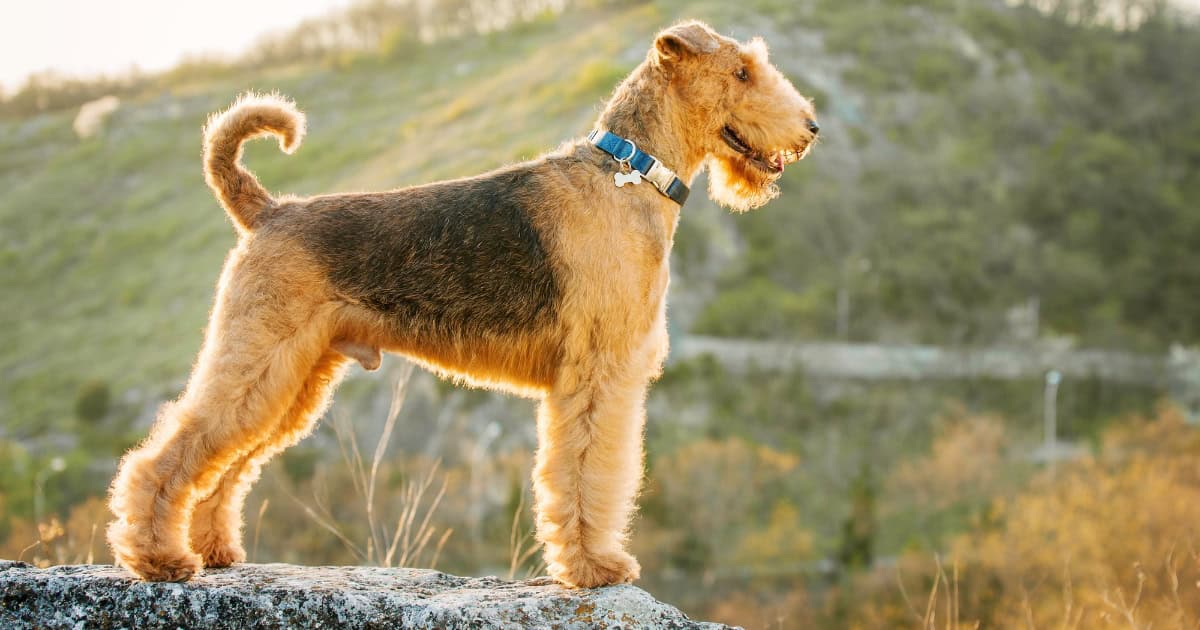 Airedale terrier Airedale Terrier