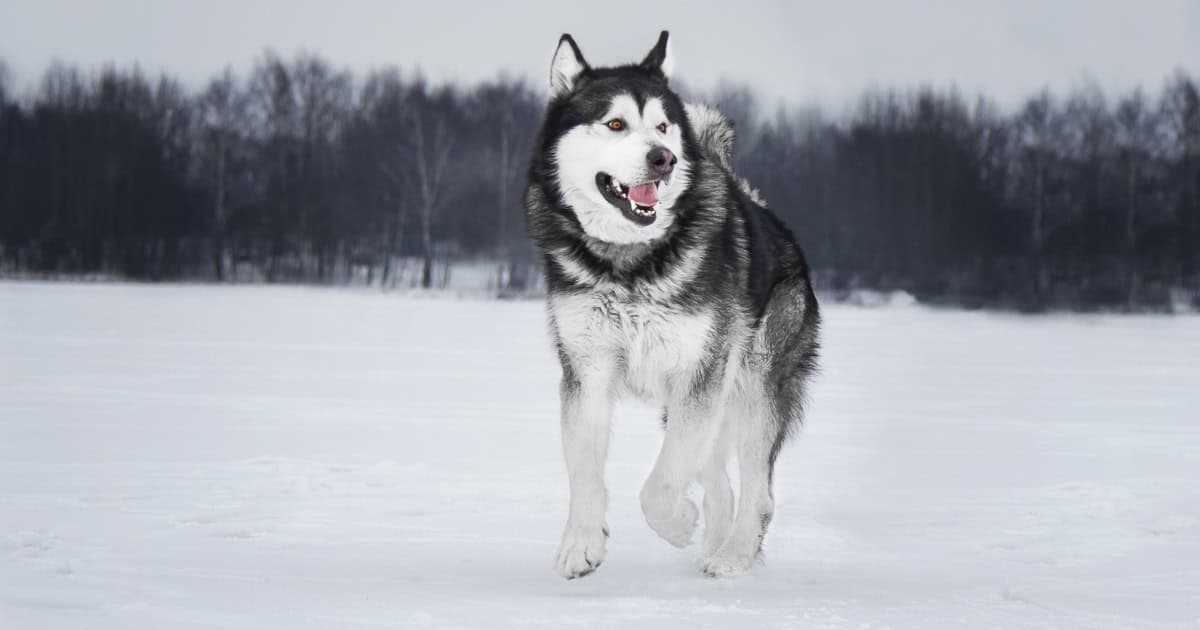 Alaskan malamute Alaskan Malamute