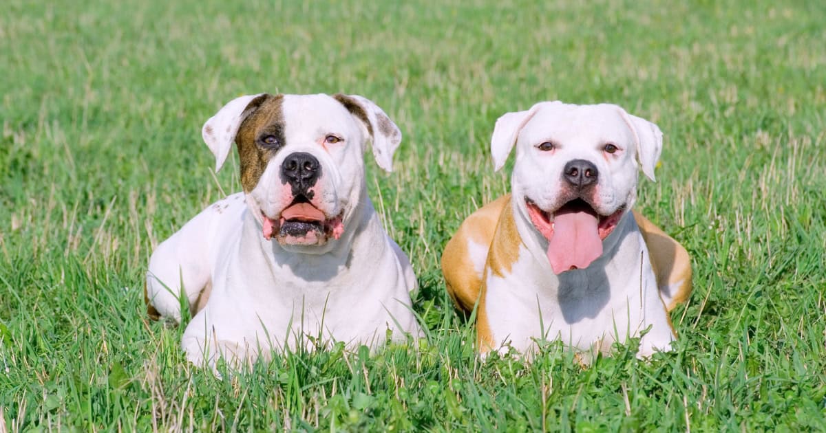 American Bulldog American Bulldog