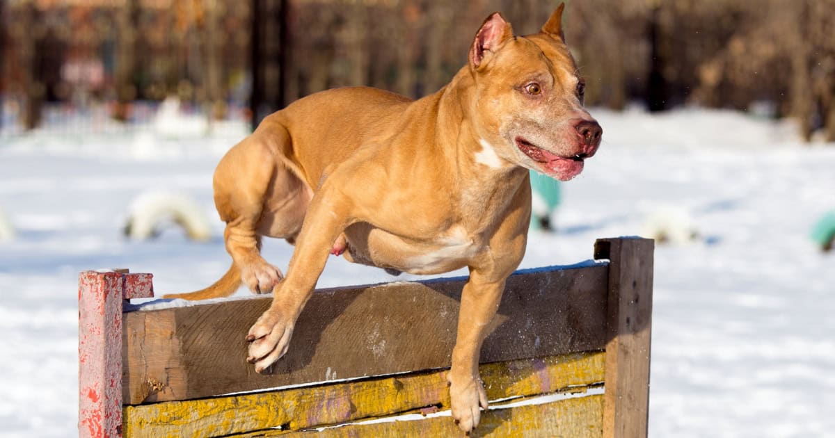 American Pit Bull Terrier American Pit Bull Terrier