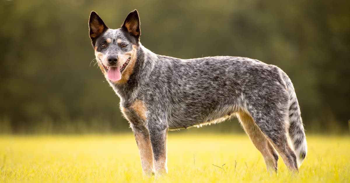 Australian Cattle Dog Australian Cattle Dog