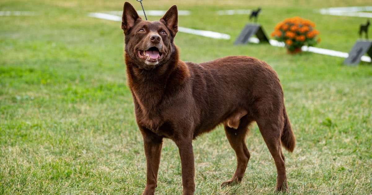 Australian Kelpie Australian Kelpie
