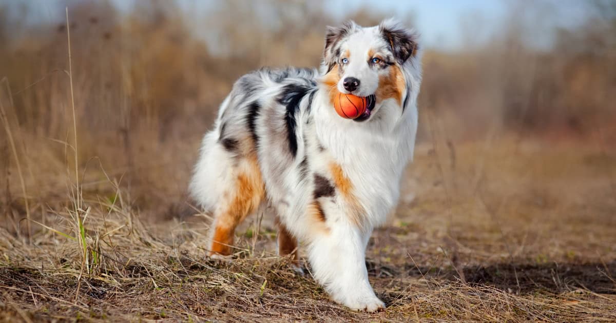 Australian Shepherd Australian Shepherd