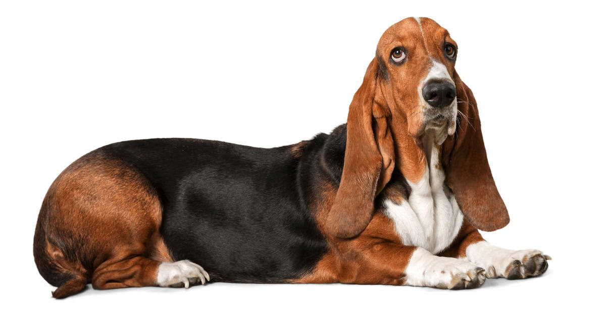 Basset Hound Basset Hound