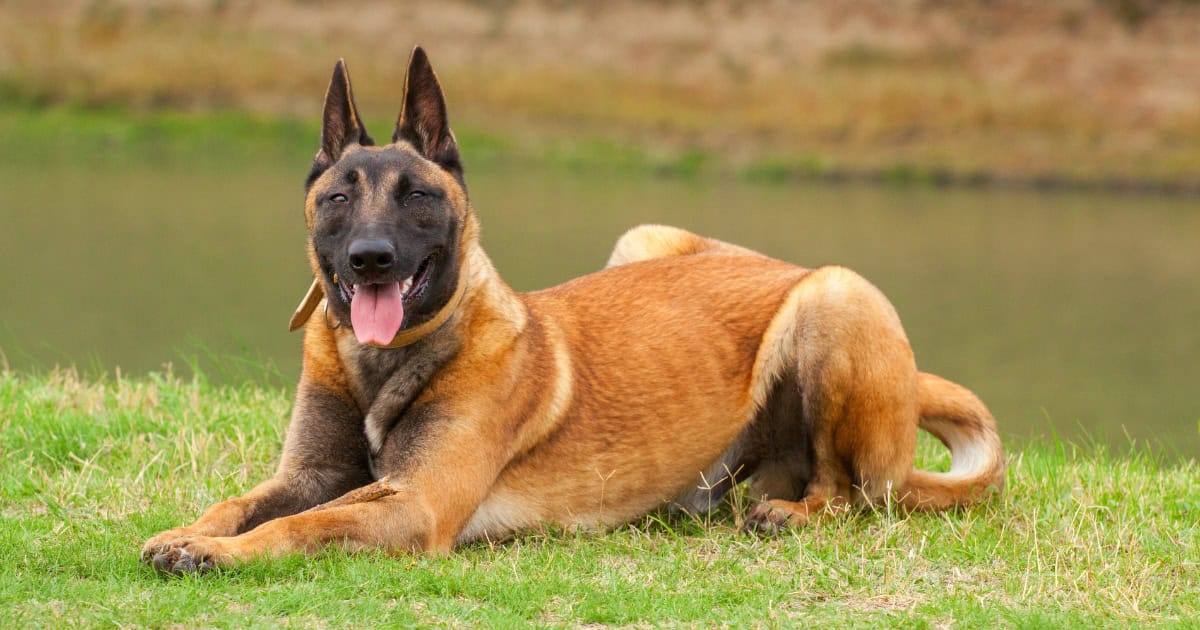 Belgian Malinois Belgian Malinois