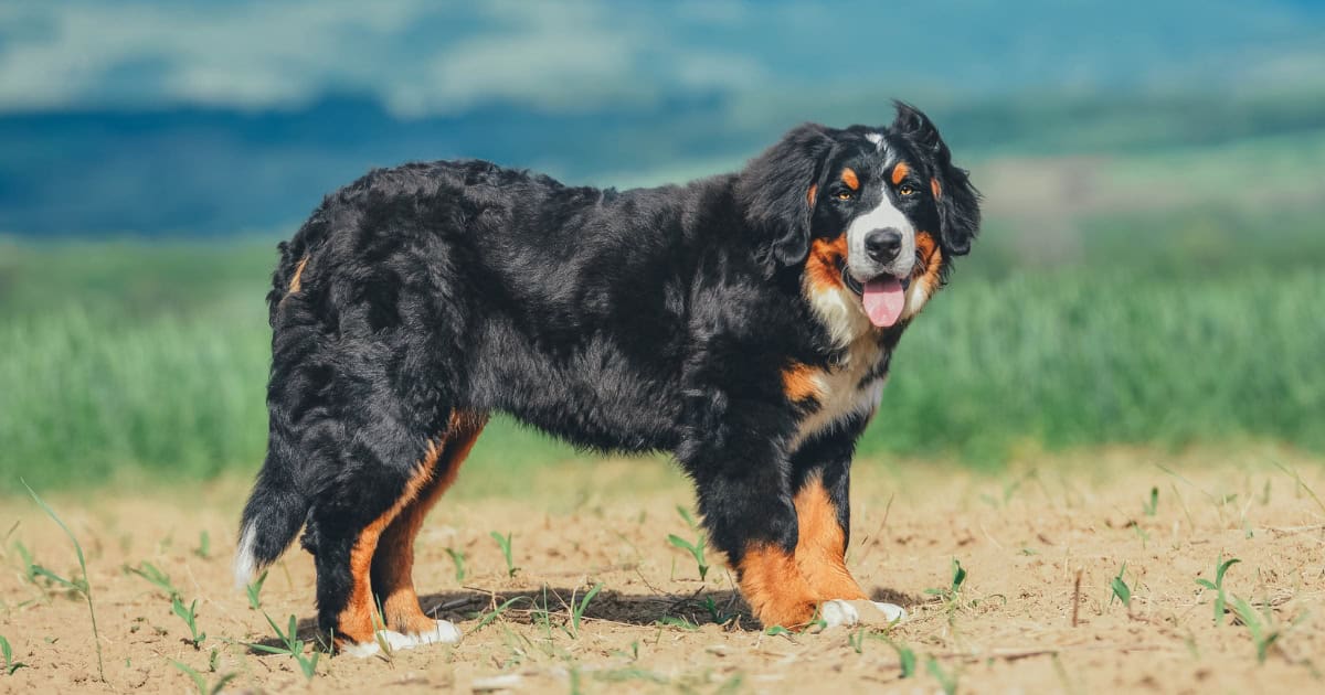 Bernese Mountain dog Bernese Mountain Dog
