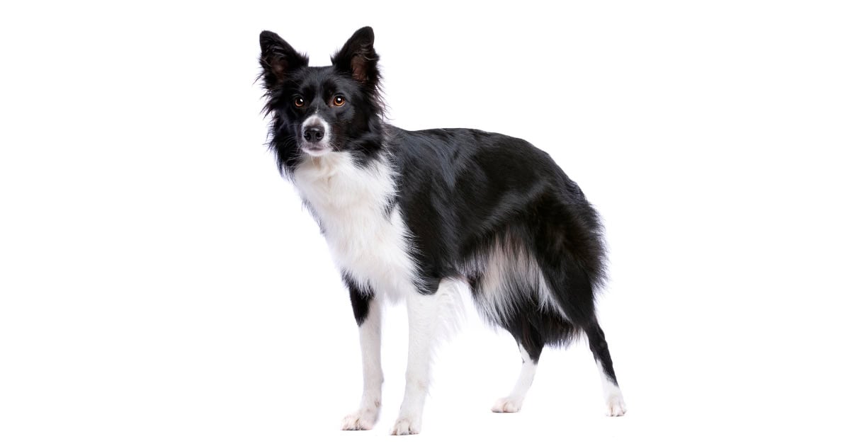 Border Collie Border Collie