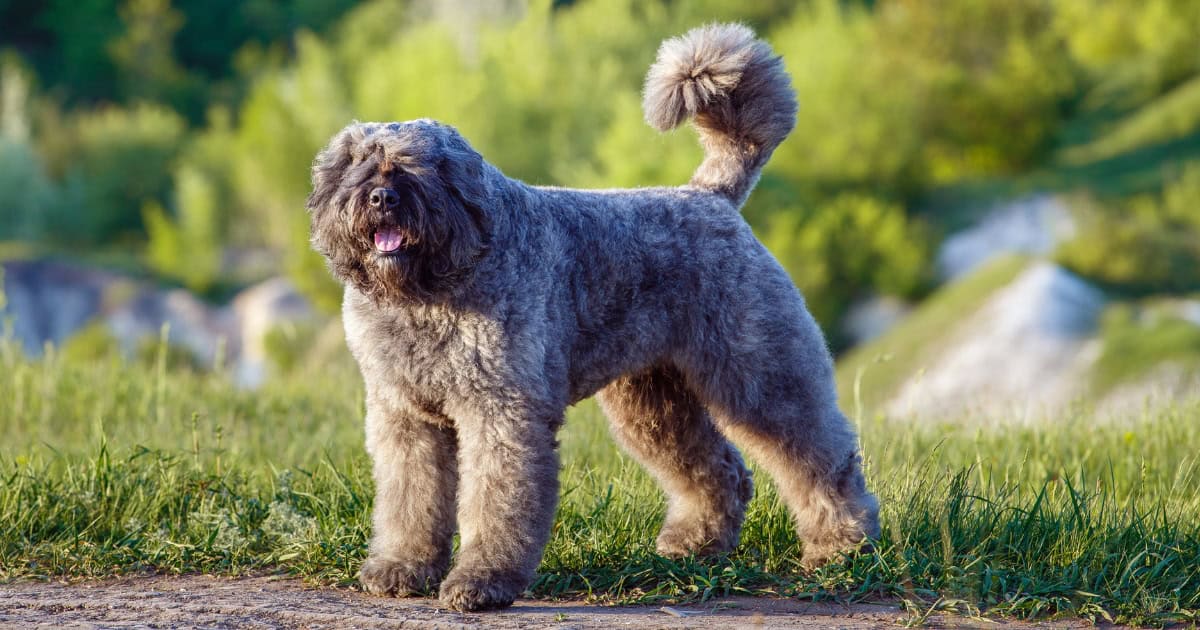 Bouvier Des Flandres Bouvier des Flandres