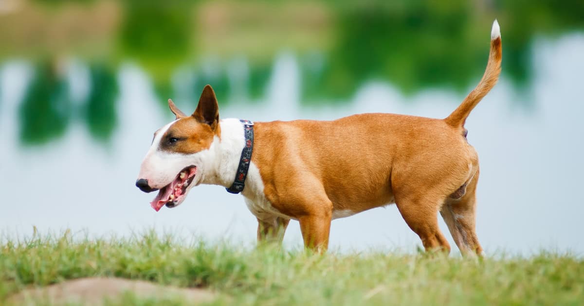 Bull Terrier Bull Terrier