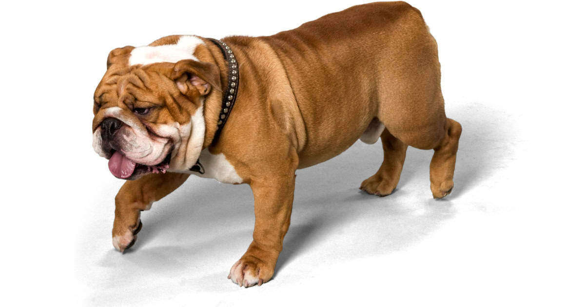Bulldog Bulldog
