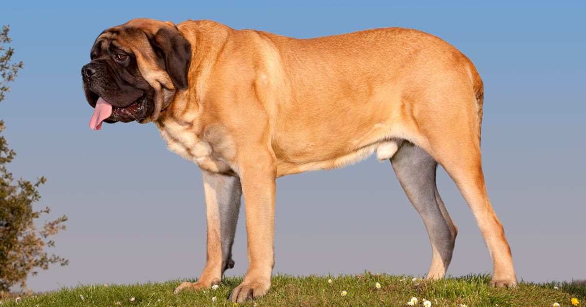 Bullmastiff Bullmastiff