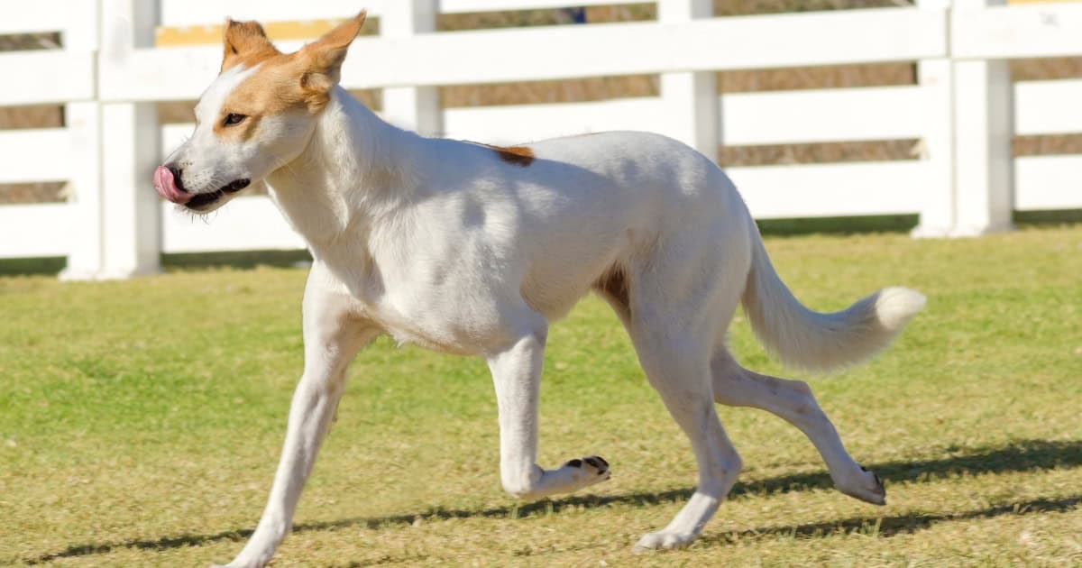 Canaan Dog Canaan Dog