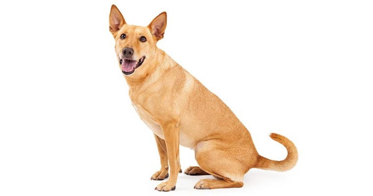 Carolina Dog Carolina Dog