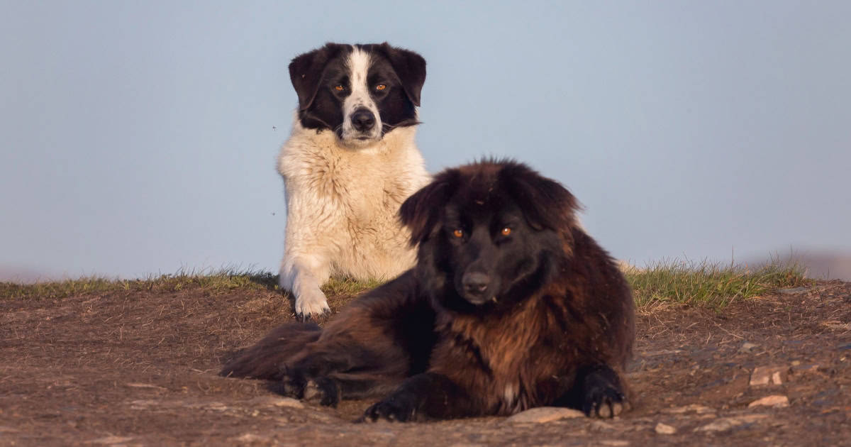 Carpathian shepherd dog Carpathian Shepherd Dog