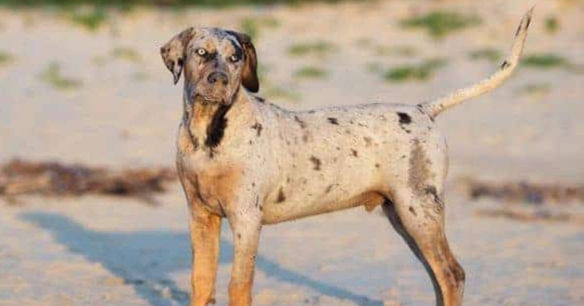 Catahoula Leopard Dog Catahoula Leopard Dog