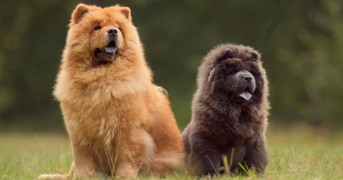 Chow Chow Chow Chow