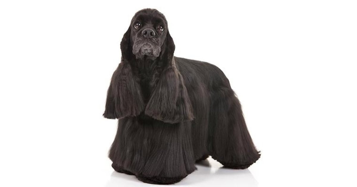 Cocker Spaniel Cocker Spaniel