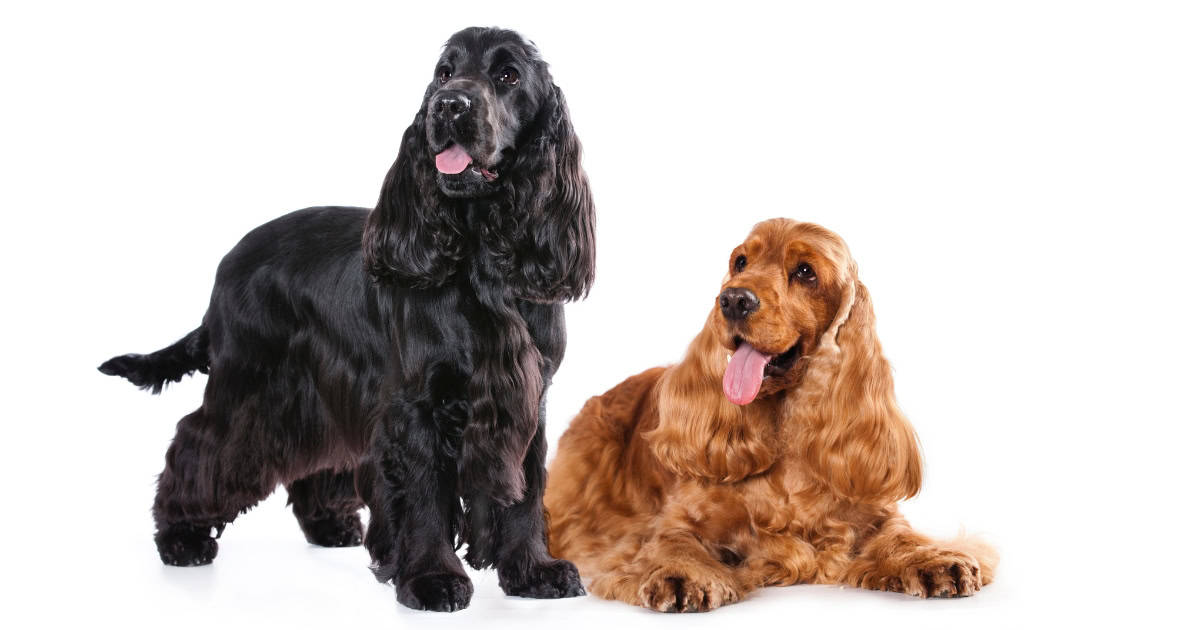 Cocker Spaniel Cocker Spaniel