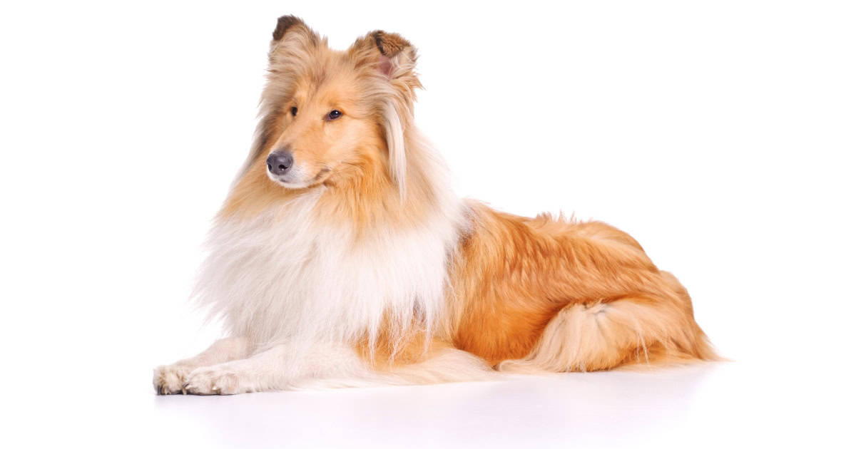 Collie Collie