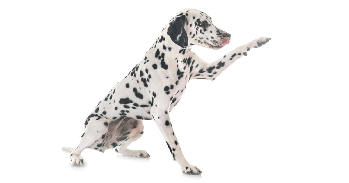 Dalmation Dalmatian