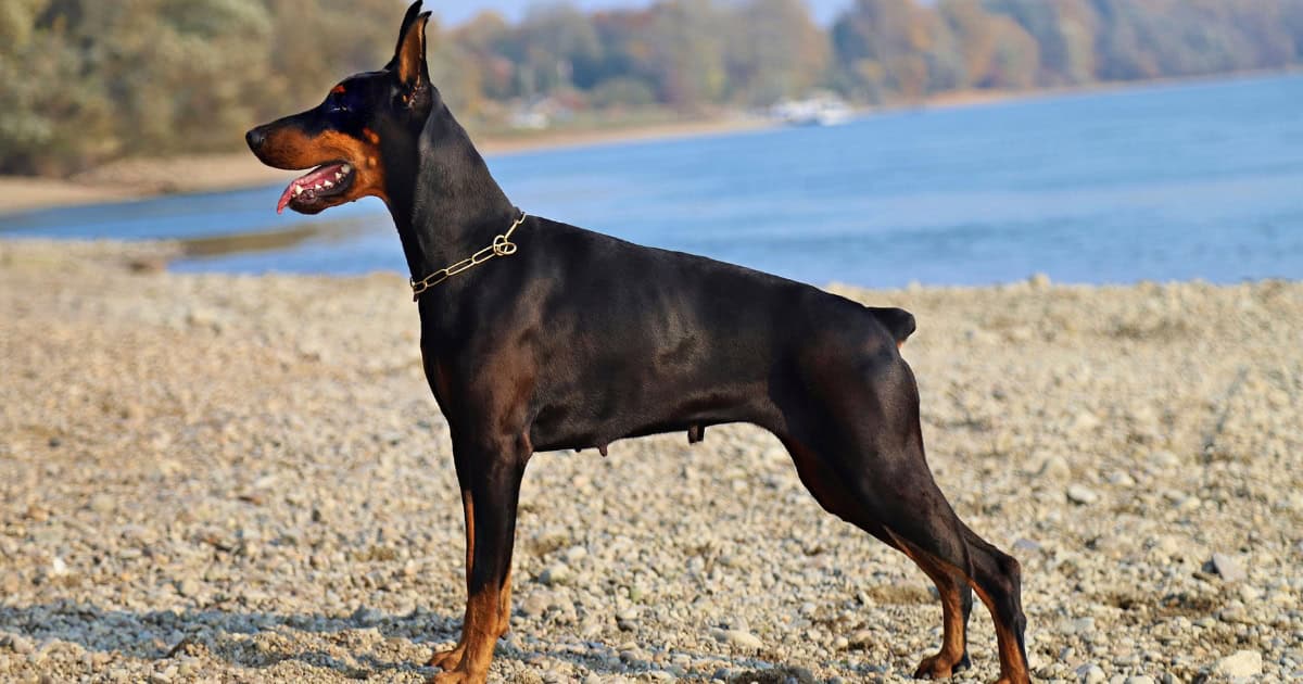 Doberman Pinscher Doberman Pinscher