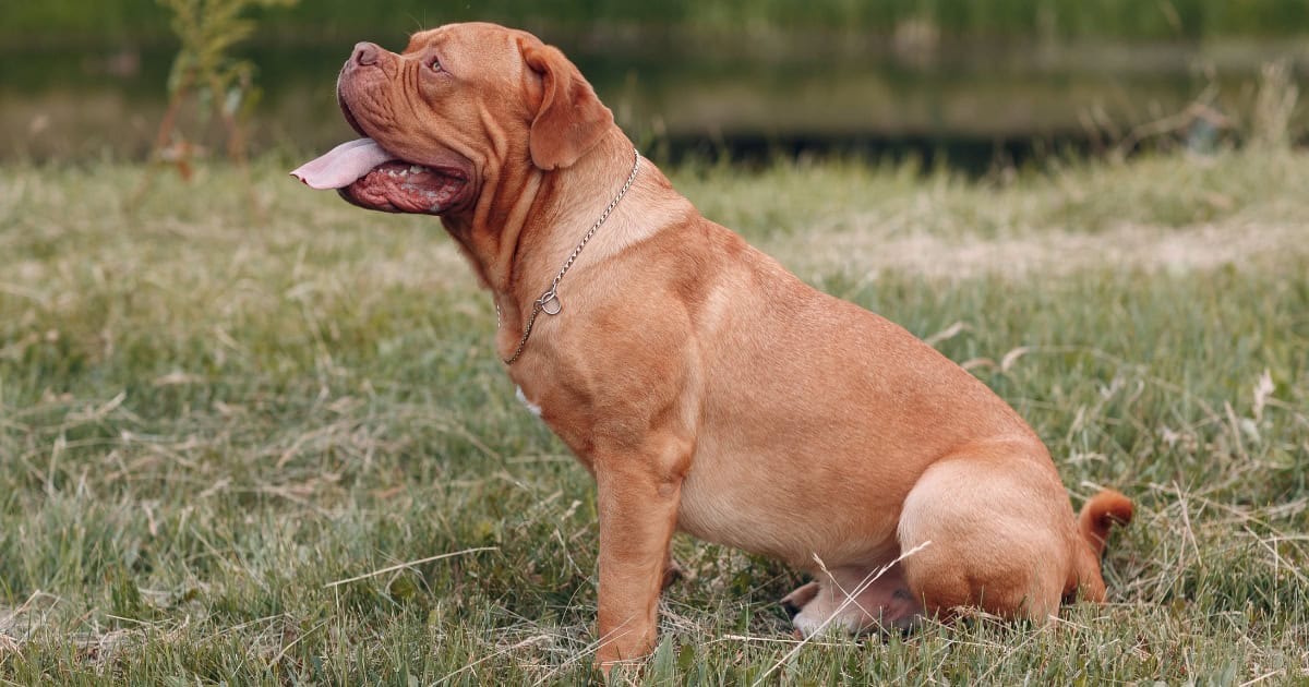 Dogue de bordeaux Dogue De Bordeaux