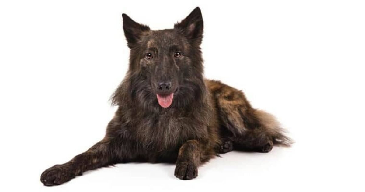 Dutch shepherd Dutch Shepherd