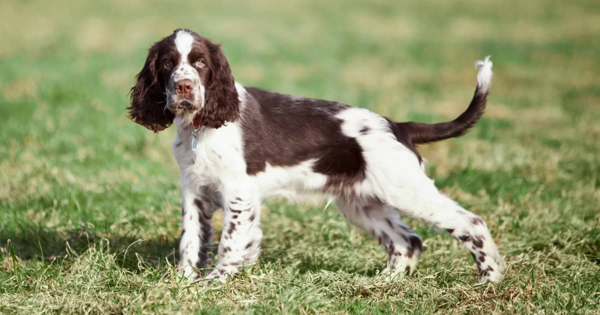 English springer spaniel English Springer Spaniel