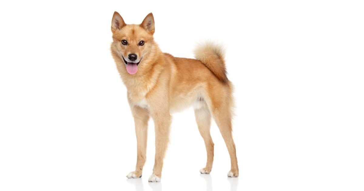 Finnish Spitz Finnish Spitz