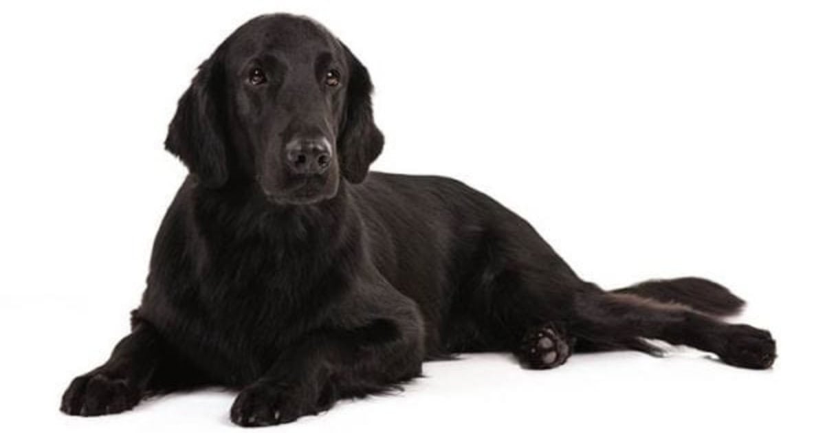 Flat coated retriever Flat coated retriever