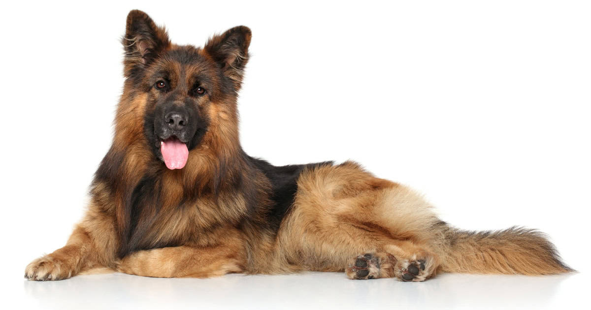 German Shepherd German Shepherd