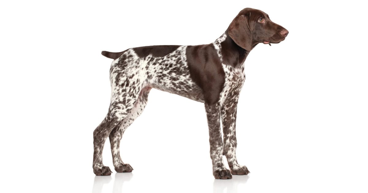 German shorthaired pointer German Shorthaired Pointer