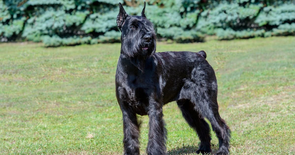 Giant Schnauzer Giant Schnauzer