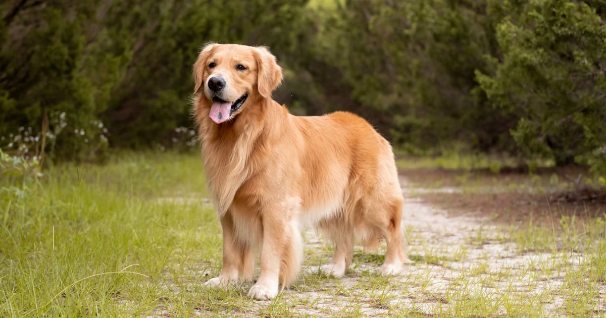 Golden Retriever Golden Retriever