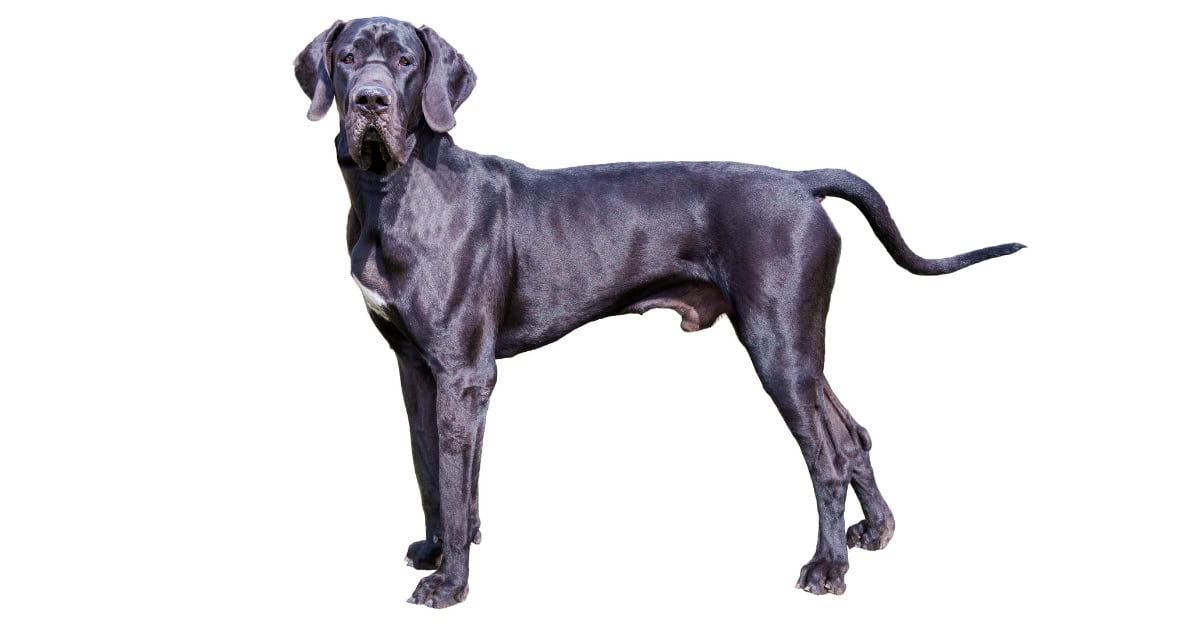 Great Dane Great Dane
