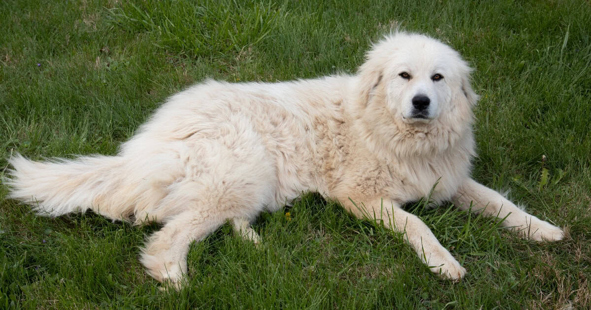 Great Pyrenees Great Pyrenees