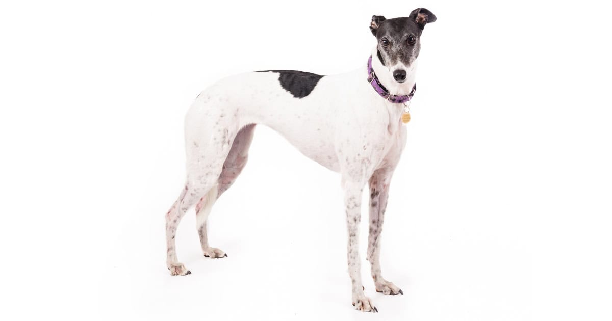 Greyhound Greyhound