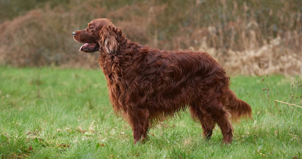 Irish setter Irish Setter