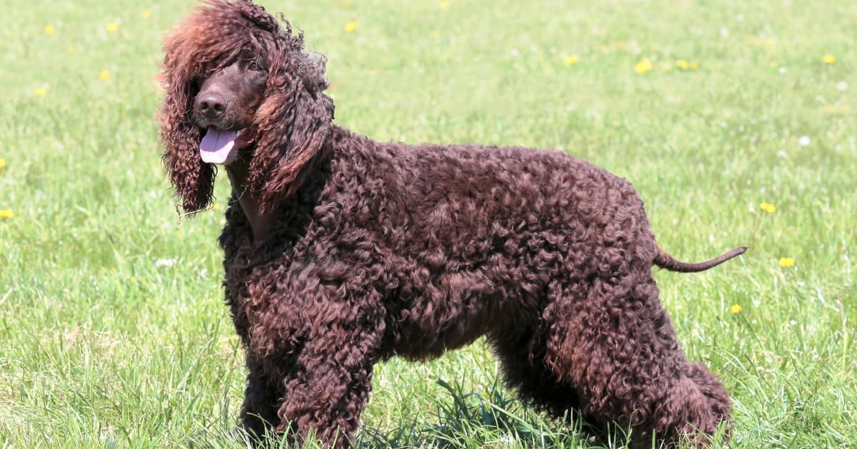 Irish Water Spaniel Irish Water Spaniel