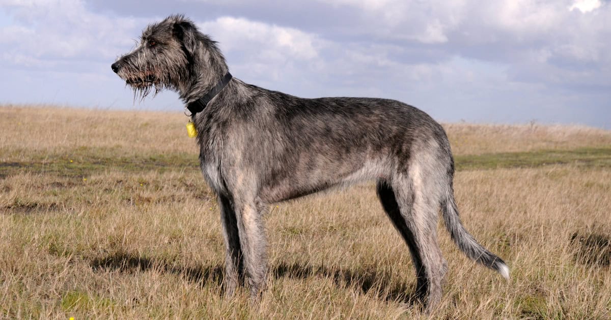 Irish Wolfhound Irish Wolfhound