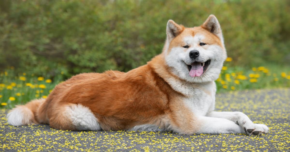 Japanese Akita Japanese Akita