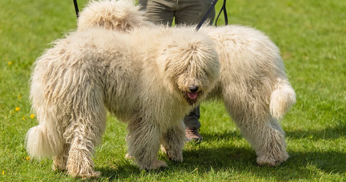 Komondor Komondor dog