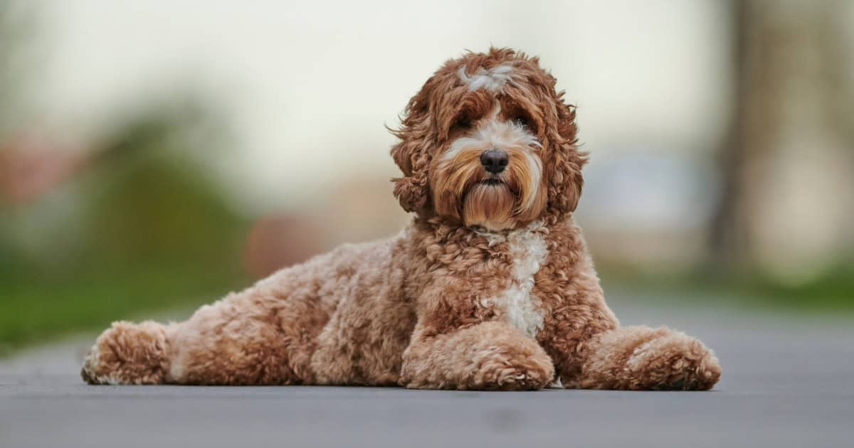 Labradoodle Labradoodle